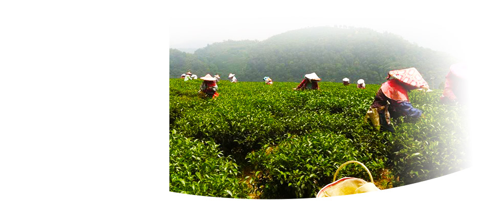 東信/東茗製茶,東信茶葉,茶葉製造,茶葉批發,茶葉販售